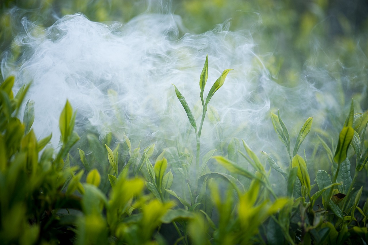 铁观音茶叶的保存秘籍，留住每一片茶香，铁观音茶叶如何保存，，铁观音茶叶保鲜之道，揭秘保存技巧，尽享茶香