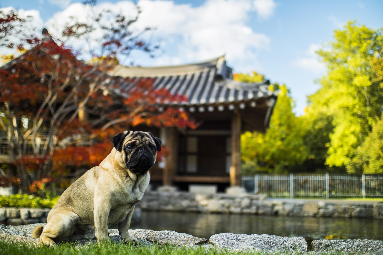 训犬师谈网红狗艾特洗澡死亡，网红狗艾特洗澡死亡背后的训犬师反思